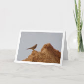 コモン・ケストレル・バード、ファルコ・ティンヌンキュラス カード (正面)