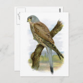 コモン・ケストレル – Falco tinnunculus ポストカード (正面/裏面)