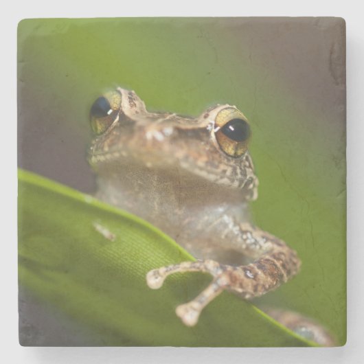 コモン コキ, Eleutherodactylus coqui ストーンコースター (正面)