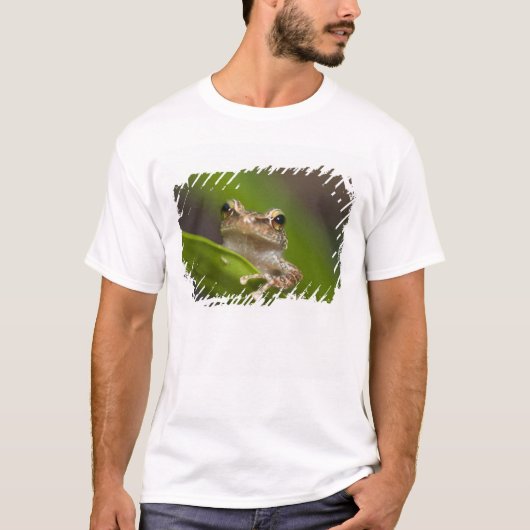 コモン コキ Tシャツ (正面)