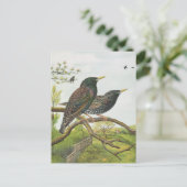 コモン・スターリング ポストカード (スタンド正面)