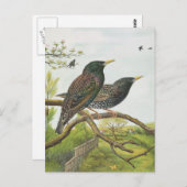 コモン・スターリング ポストカード (正面/裏面)