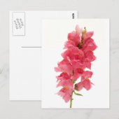 コモン・スナップドラゴン ポストカード (正面/裏面)