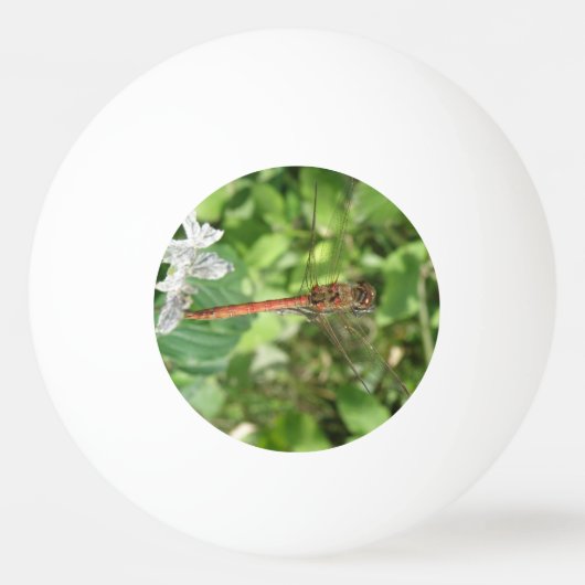 コモン・ダータードラゴンフライ・ピンポンボール 卓球ボール (正面)