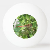 コモン・ダータードラゴンフライ・ピンポンボール 卓球ボール (裏面)