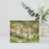 コモン・ランド ポストカード (スタンド正面)