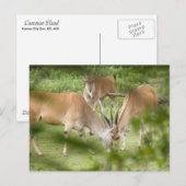 コモン・ランド ポストカード (正面/裏面)