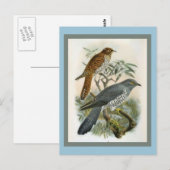 コモンCuckooヴィンテージバードイラストレーション ポストカード (正面/裏面)