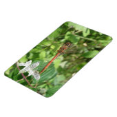 コモンDarterトンボFlexiマグネット マグネット (左側)