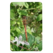 コモンDarterトンボFlexiマグネット マグネット (縦)