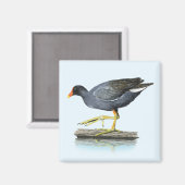 コモンGallinule(Moorhen)磁石 マグネット (正面/裏面)