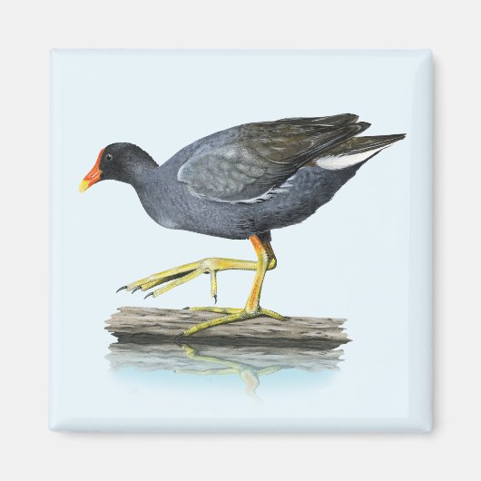 コモンGallinule(Moorhen)磁石 マグネット (正面)
