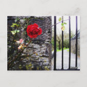 コモ動物園 ポストカード (裏面)