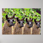 「コモ・セ・ラマ？」 ポスター (正面)