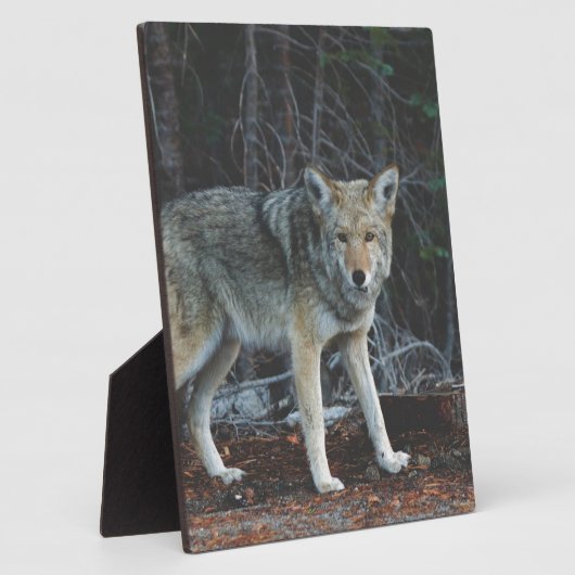 コヨテ狩り フォトプラーク (側面)