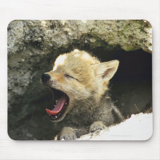 コヨーテあくびをする マウスパッド (正面)