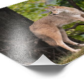 コヨーテかわいらしフォトプリント フォトプリント            (角)