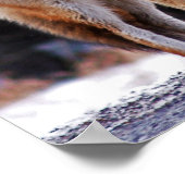 コヨーテのポスターまたはプリント ポスター (角)