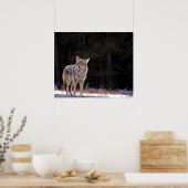 コヨーテのポスターまたはプリント ポスター (キッチン)