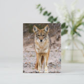 コヨーテの出会い ポストカード (スタンド正面)