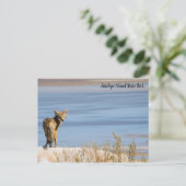 コヨーテアットアンテロープアイランド州パーク ポストカード (スタンド正面)