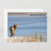 コヨーテアットアンテロープアイランド州パーク ポストカード (正面/裏面)