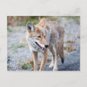 コヨーテイエローストーン国立公園 ポストカード (正面)