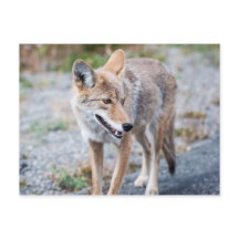 コヨーテイエローストーン国立公園