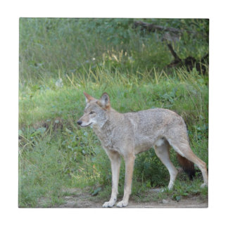 コヨーテコレクション タイル