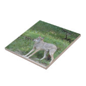 コヨーテコレクション タイル (側面)