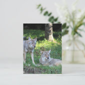 コヨーテコレクション ポストカード (スタンド正面)