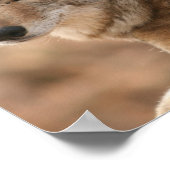 コヨーテポスタープリント ポスター (角)