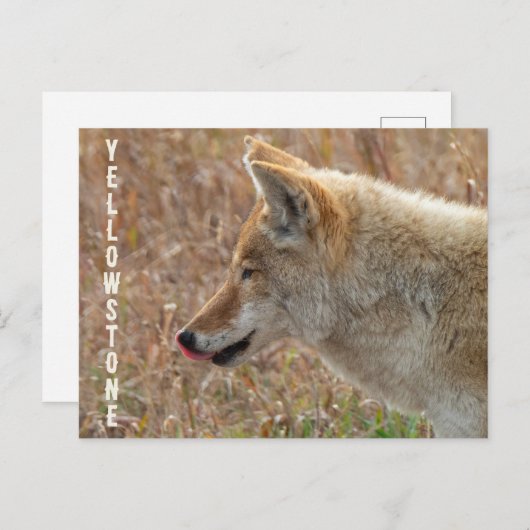 コヨーテラマーバレーイエローストーン国立公園 ポストカード (正面/裏面)