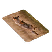 コヨーテリーピング – ギブボンメドウズ マグネット (右側)