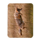 コヨーテリーピング – ギブボンメドウズ マグネット (縦)