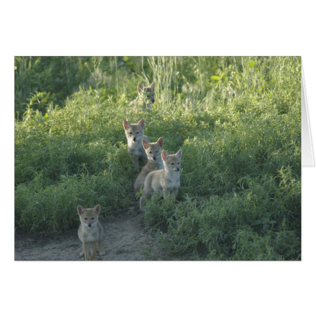 コヨーテ氏 (正面横)