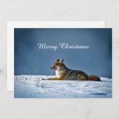 コヨーテ雪写真クリスマスフラット シーズンカード (正面/裏面)