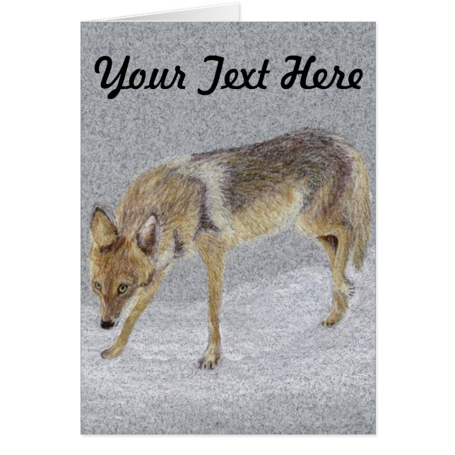 コヨーテ (正面)