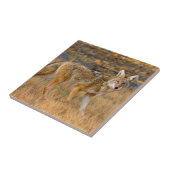 コヨーテ（カニスラタン）狩り タイル (側面)