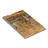 コヨーテ（カニスラタン）狩り ノートブック (右側)