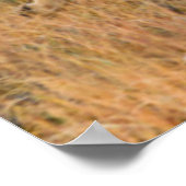 コヨーテ（カニスラタン）狩り ポスター (角)