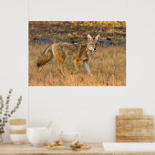 コヨーテ（カニスラタン）狩り ポスター (キッチン)