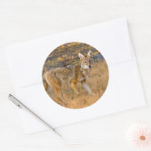 コヨーテ（カニスラタン）狩り ラウンドシール (封筒)