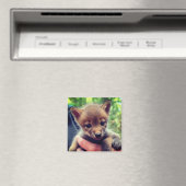 コヨーテ・クブ マグネット (インサイチュ (食洗機))