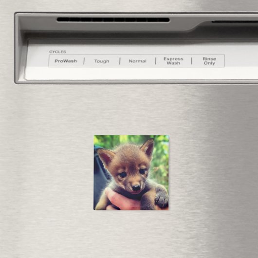 コヨーテ・クブ マグネット (インサイチュ (食洗機))