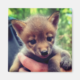 コヨーテ・クブ マグネット