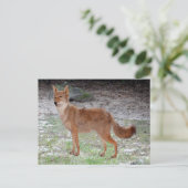 コヨーテ (サウスダコタ州) ポストカード (スタンド正面)