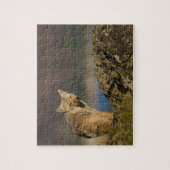 コヨーテ ジグソーパズル (縦)