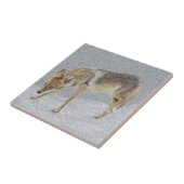 コヨーテ タイル (側面)