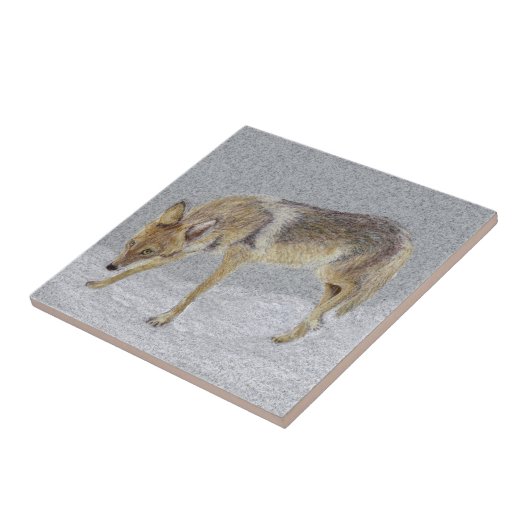 コヨーテ タイル (側面)